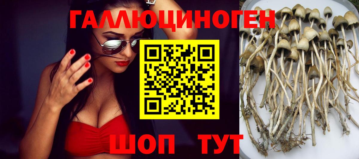 Псилоцибиновые грибы Psilocybe  Вход с VPN  Кострома 